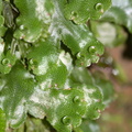Marchantia-sp-gemmae-cups-thalloid-liverwort-Kiriwhakapappa-15-06-2011-IMG 2421