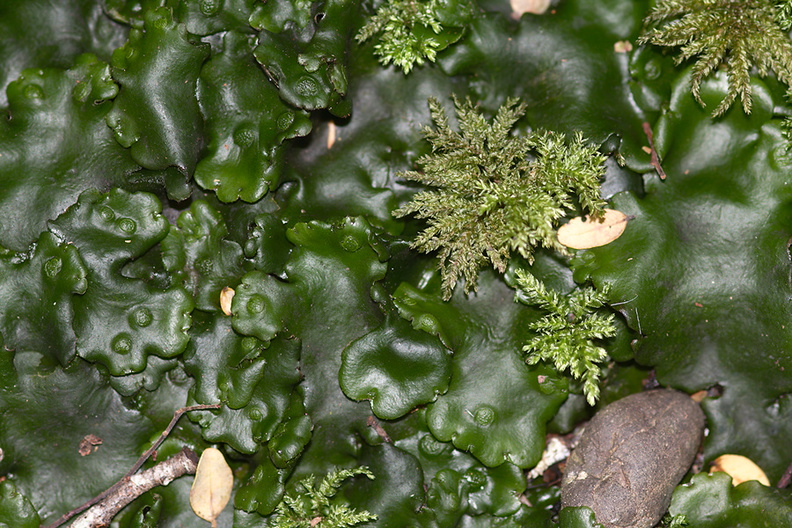 Monoclea-forsteri-thalloid-liverwort-with-umbrella-moss-Kiriwhakapappa-15-06-2011-IMG_2416.jpg