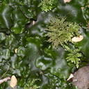 Monoclea-forsteri-thalloid-liverwort-with-umbrella-moss-Kiriwhakapappa-15-06-2011-IMG 2416