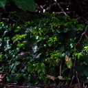Monoclea-forsteri-thalloid-liverwort-with-umbrella-moss-Kiriwhakapappa-15-06-2011-IMG 8551