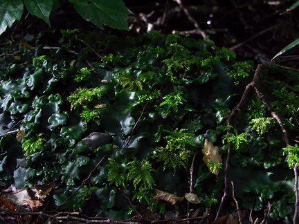 Monoclea-forsteri-thalloid-liverwort-with-umbrella-moss-Kiriwhakapappa-15-06-2011-IMG 8551