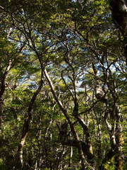 Nothofagus-beech-forest-Kiriwhakapappa-14-06-2011-IMG 8535