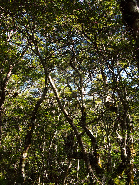 Nothofagus-beech-forest-Kiriwhakapappa-14-06-2011-IMG_8535.jpg