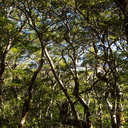 Nothofagus-beech-forest-Kiriwhakapappa-14-06-2011-IMG 8535