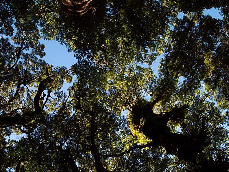 Nothofagus-beech-forest-canopy-hdr-Kiriwhakapappa-14-06-2011-IMG_8539.jpg