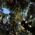 Nothofagus-beech-forest-canopy-hdr-Kiriwhakapappa-14-06-2011-IMG 8539
