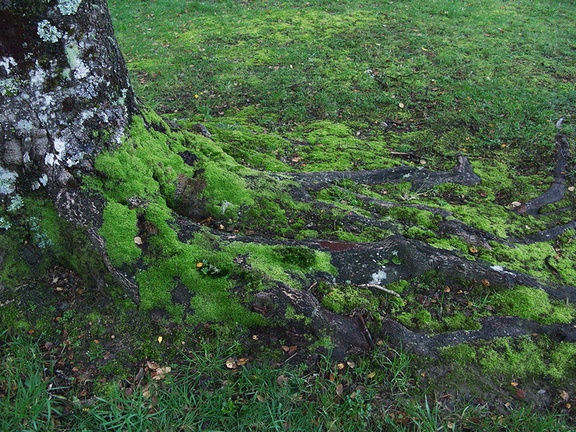 Nothofagus-sp-beech-mosses-among-roots-Kiriwhakapappa-13-06-2011-IMG 8499