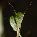 Pterostylis-alobula-greenhood-orchid-River-Access-Trail-Bucks-Rd-17-06-2011-IMG 2455