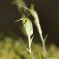Pterostylis-alobula-greenhood-orchid-River-Access-Trail-Bucks-Rd-17-06-2011-IMG 2461