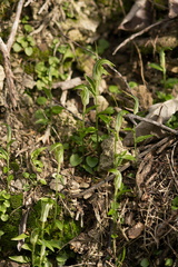 Pterostylis-alobula-greenhood-orchid-River-Access-Trail-Bucks-Rd-17-06-2011-IMG 2477