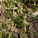 Pterostylis-alobula-greenhood-orchid-River-Access-Trail-Bucks-Rd-17-06-2011-IMG 2477
