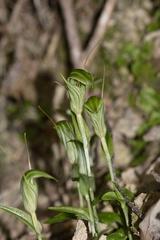 Pterostylis-alobula-greenhood-orchid-River-Access-Trail-Bucks-Rd-17-06-2011-IMG 2483