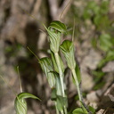 Pterostylis-alobula-greenhood-orchid-River-Access-Trail-Bucks-Rd-17-06-2011-IMG 2483