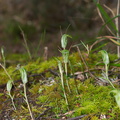 Pterostylis-alobula-greenhood-orchid-River-Access-Trail-Bucks-Rd-17-06-2011-IMG 8628