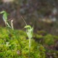 Pterostylis-alobula-greenhood-orchid-River-Access-Trail-Bucks-Rd-17-06-2011-IMG 8629