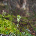 Pterostylis-alobula-greenhood-orchid-River-Access-Trail-Bucks-Rd-17-06-2011-IMG 8631