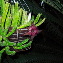 Stapelia-tsomoensis-Wellington-Botanical-Garden-19-06-2011-IMG 8690