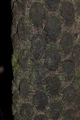 black-tree-fern-trunk-Cyathea-medullaris-Kiriwhakapappa-15-06-2011-IMG 2436