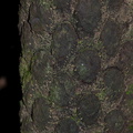 black-tree-fern-trunk-Cyathea-medullaris-Kiriwhakapappa-15-06-2011-IMG_2436.jpg