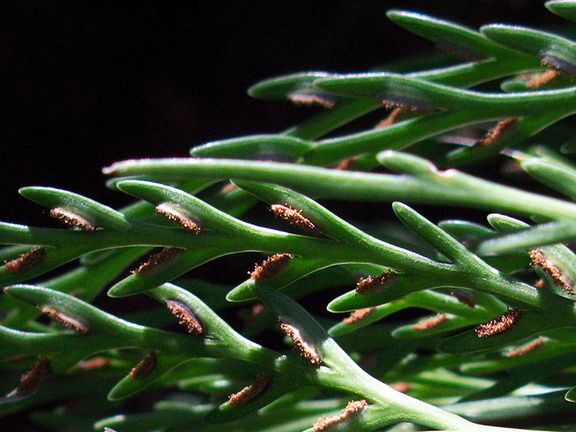 fern-looks-like-Tmesipteris-Kiriwhakapappa-14-06-2011-IMG 8537