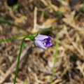 indet-tiny-blue-flower-tripartite-fuzzy-stigma-River-Access-Trail-Bucks-Rd-17-06-2011-IMG 8623