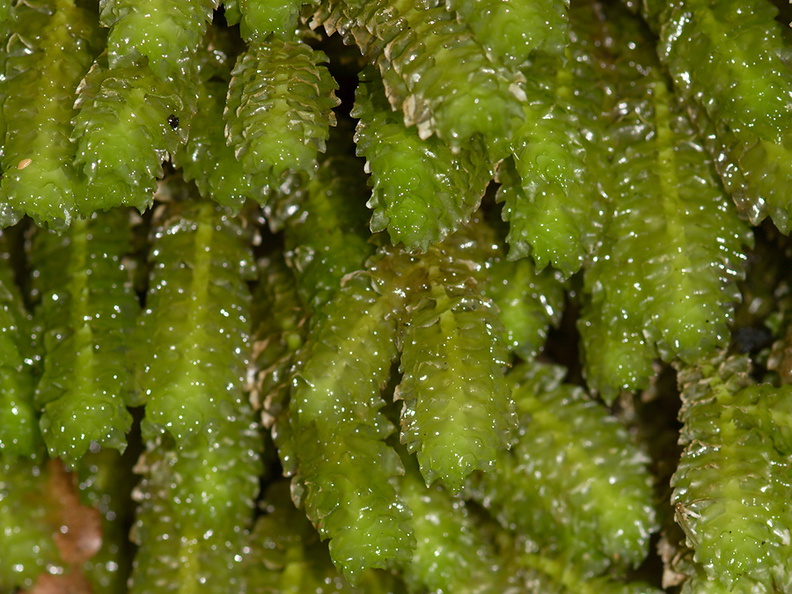 leafy-liverwort-Kiriwhakapappa-15-06-2011-IMG_2425.jpg