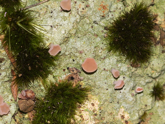 lichen-and-pink-cup-fungus-ascomycete-River-Access-Trail-Bucks-Rd-17-06-2011-IMG 2465