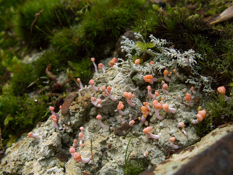 lichen-and-stalked-coral-fungus-ascomycete-River-Access-Trail-Bucks-Rd-17-06-2011-IMG_8652.jpg
