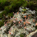 lichen-and-stalked-coral-fungus-ascomycete-River-Access-Trail-Bucks-Rd-17-06-2011-IMG 8652
