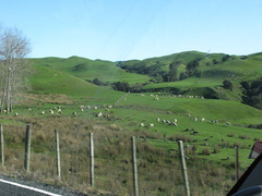 road-SH2-south-of-Napier-sheep-on-hills-13-06-2011-IMG 8476