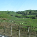 road-SH2-south-of-Napier-sheep-on-hills-13-06-2011-IMG 8476