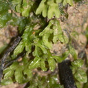 Bryophytes-New-Zealand
