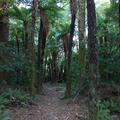 trail-tree-ferns-Kiriwhakapappa-15-06-2011-IMG_2426.jpg
