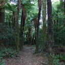 trail-tree-ferns-Kiriwhakapappa-15-06-2011-IMG 2426