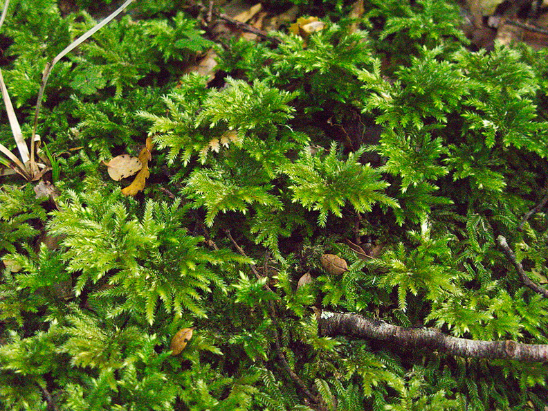 umbrella-moss-Loop-Trail-Kiriwhakapapa-16-06-2011-IMG_8581.jpg