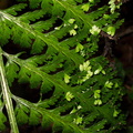 Asplenium-bulbiferum-hen-and-chickens-fern-White-Pine-Reserve-10-06-2011-IMG 8401