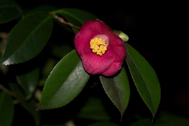 Camellia-red-Napier-Botanical-Garden-12-06-2011-IMG_2364.jpg