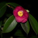 Camellia-red-Napier-Botanical-Garden-12-06-2011-IMG 2364