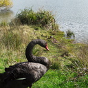 black-swan-campsite-Lake-Tutira-09-06-2011-IMG 8367