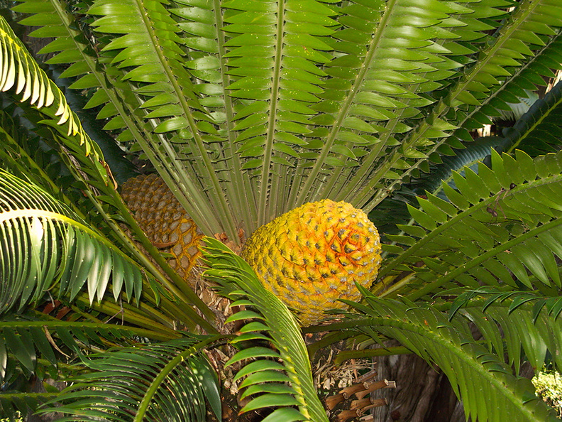 cycad-with-huge-yellow-cones-Napier-Botanical-Garden-12-06-2011-IMG 8457