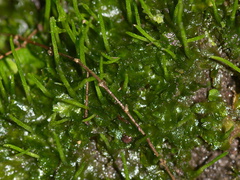 hornwort-Napier-Botanical-Garden-12-06-2011-IMG 2357