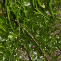 hornwort-Napier-Botanical-Garden-12-06-2011-IMG_2357.jpg