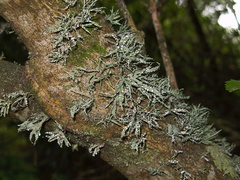 lichen-fruticose-with-white-fungal-fruiting-bodies-track-around-Lake-Tutira-09-06-2011-IMG 8370