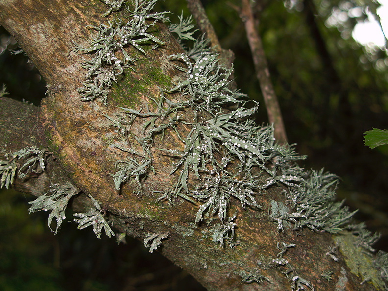 lichen-fruticose-with-white-fungal-fruiting-bodies-track-around-Lake-Tutira-09-06-2011-IMG_8370.jpg