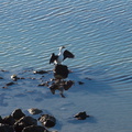 pied-shag-sea-bird-Ahuriri-Estuary-track-11-06-2011-IMG 8419