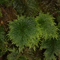 Dendrohypopterygium-filiculiforme-umbrella-moss-Abel-Tasman-2013-06-07-IMG_7987.jpg