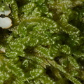Hypnum-chrysogaster-or-indet-moss-under-rock-near-top-of-Glenduan-Track-2013-06-05-IMG_7935.jpg