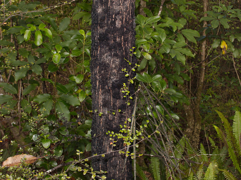 Nothofagus-sp-black-bark-and-green-divaricating-sapling-Pelorus-campsite-2013-06-07-IMG_1144.jpg