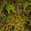 Ptychomnion-aciculare-moss-and-filmy-fern-Abel-Tasman-2013-06-07-IMG 8008