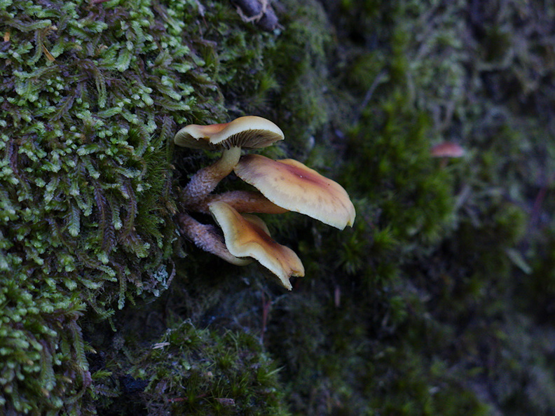 brown-russet-mushroom-Abel-Tasman-coast-track-2013-06-07-IMG_1217.jpg